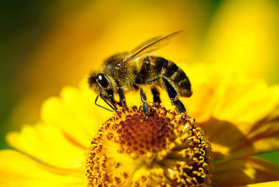 29 Bible Verses About Bees 29 Bible Verses About Bees