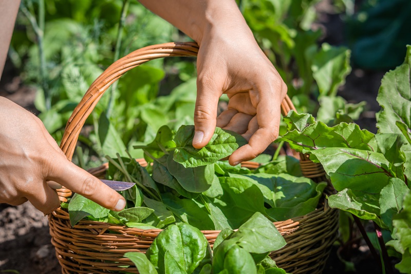 Spring Gardening: Grow and Cook Your Own Produce