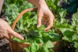 Spring Gardening: Grow and Cook Your Own Produce